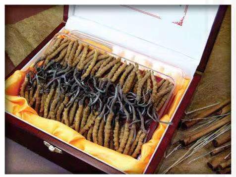 钦北冬虫夏草回收